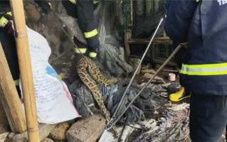 土鸡被40斤蟒蛇吞食 女子试图抓捕 结果吓出一身冷汗 !