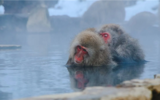多地医院接诊泡温泉昏迷患者 确诊热射病 ！