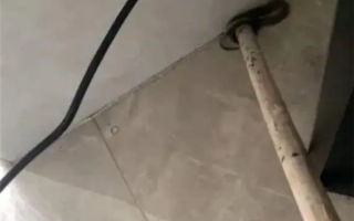 广州一居民家中出现蛇 物业：宠物蛇 已加强管理 ！