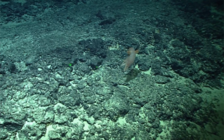 俗称“小飞象章鱼”！我国发现罕见深海章鱼新物种飞天烟灰蛸 !