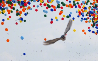 “和平鸽” 到底是什么鸽 它们靠什么能力顺利返回自己的家 !