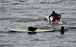 时隔2年再次作案！美国加州海獭“偷抢”冲浪板 !