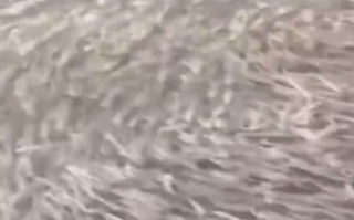 日本大阪一河道涌入鱼群：覆盖整个河面 居民担忧地震 ！