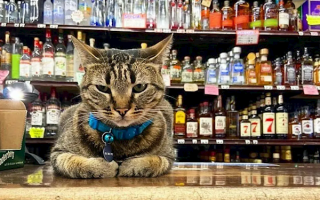 明星猫被撞死后 谷歌自动驾驶公司Waymo陷公关危机 ！