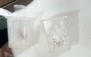 男子误杀邻居宠物螳螂赔400元 专家：异宠饲养需谨慎 !