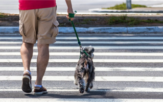 明年起！“遛狗不拴绳伤人”将受治安处罚：提升饲养者违法成本、保障公共安全 ！