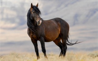 原来古人给马起了这么多名字 网友：孙悟空的弼马温不好当 ！