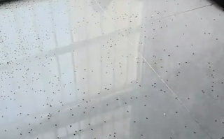 女子32楼家爬满隐翅虫喷了4瓶杀虫剂 老公杀虫中毒 !