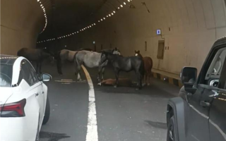 小马倒地5匹大马隧道内“拦路求助” 交警称已到现场处理 !
