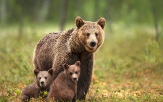 动物园黑熊扑倒驯养员：表演永久停止 ！