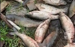 男子钓鱼竿碰到高压线致全身有80%烧伤 鱼塘4000斤鱼被电死 ！