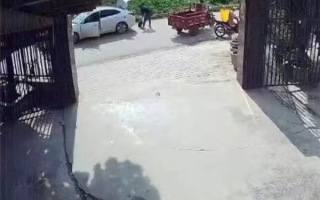 养了30多年的鳄龟被过路司机抱走 主人恳求不要杀 另一只已不吃不喝 !