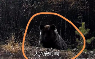 男子在大兴安岭遇棕熊 附近垃圾成片 ！当事人：已有人员进行打扫 ！