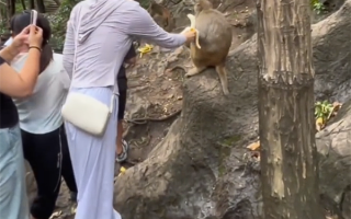 女子景区剥好香蕉喂野猴子：被直接蹬摔倒致骨折 !