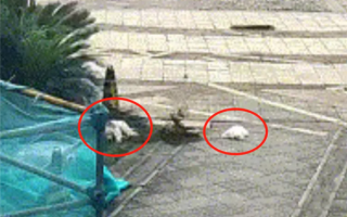 女子将两只小狗从21楼扔下罚4000元 高空抛物杀伤力有多大 !