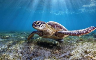 男子捡来的乌龟养了9年：胖到爬不动 !