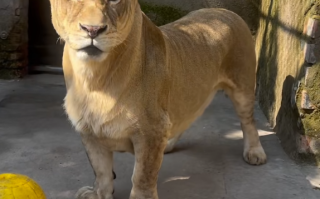 徐州一动物园狮子因腿短走红：被网友称作“狮中柯基” ！