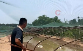 全国体感超45℃区域达到最大！河南网友：养鹅十多年头一次见鹅热死在水里 ！