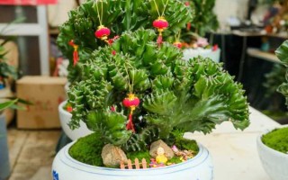 家里养麒麟掌的忌讳（家养麒麟掌需要注意的禁忌） !