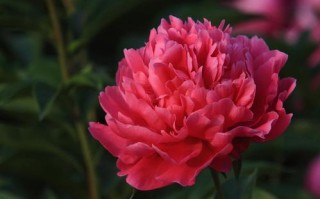 芍药栽在庭院吉利吗（在庭院种植芍药是否吉利） ！