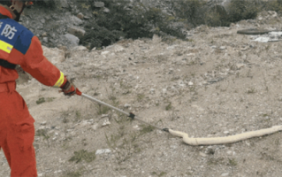 贵阳惊现一条黄金蟒：通体金黄色 国家一级保护动物 ！