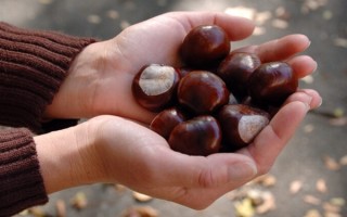 男子打板栗：左眼扎入19根刺险失明 !