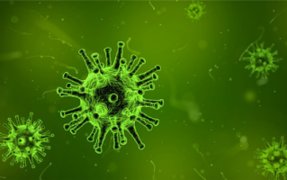 鼠尿病致死率高达70% 有人赤脚下田接触老鼠尿后进ICU !