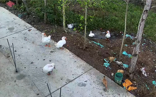 神秘消失的18斤大鹅已找到 全身都是伤：主人决定抽水追凶 ！