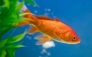 “巧克力”大爷直播钓鱼引万人围观：皮肤晒成酱油色 !