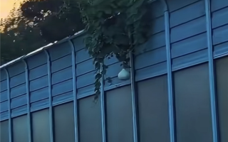 沈阳二环高架葫芦丢失事件当事人道歉：被记9分 罚款200元 !