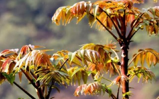 家里种香椿树风水好吗（在家中种植香椿的风水效果） !