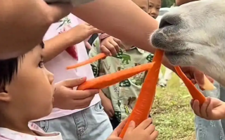 假期动物园内动物已吃出“工伤”，被游客投喂饱到“生无可恋” ！