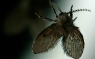 家里有很多黑色的小飞虫怎么办（如何处理这些小飞虫） !