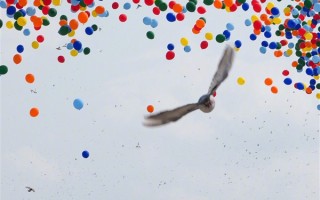 九三阅兵上放飞的一只鸽子火了 有人质疑是夜鹭：多方回应 !