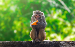 不止1只！美国警方证实：仍有3只实验猴在逃 或携带多种疾病 ！