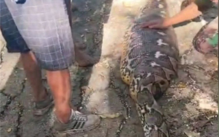 印尼8米长巨蟒吞食一老人！因肚子太大被村民怀疑 !