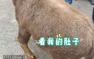 云南丽江现2岁“袖珍牛” 目击者：买家高价购入只为当宠物 ！