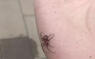 四川首例！男子遭罕见“怪肥腹蛛”咬伤：黑寡妇蜘蛛“亲戚” !