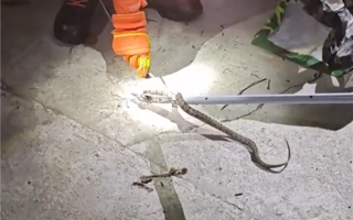 猫咪立大功！贵州一农户家井中发现剧毒烙铁头蛇 !