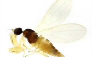 神农架发现稀有昆虫物种 系我国首次记录 体型仅2毫米 !