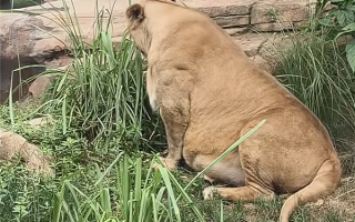 成都动物园狮子被吐槽胖成球 园方：帮减肥1年多 但效果不理想 !