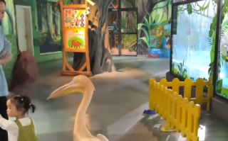 萌娃游玩遭鹈鹕“灌顶”：吃了顿煲“仔”饭 妈妈：孩子没受伤 !