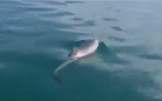 可能比人类儿童还聪明！一群海豚学会了用海绵辅助捕鱼 !