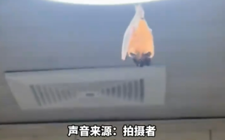 开饭了！网友家中惊现“大菊头蝠”：M码翅膀包不住XXL身体 !