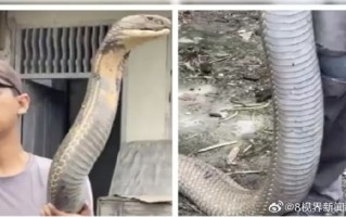 三哥太勇！印男子徒手抓小腿般粗巨型眼镜王蛇：淡定到跟玩一样 ！