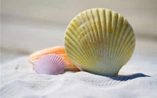 两年禁令松动：日本海鲜首次恢复对华出口 !