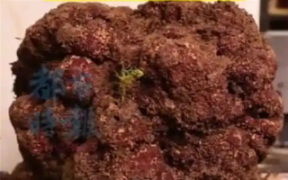 1.73公斤出价5万元！云南怒江发现全国最重黑松露 ！