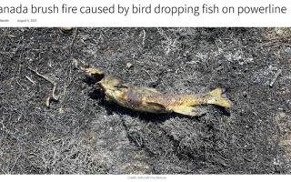 加拿大一树林发生火灾：罪魁祸首是鱼和鸟 !