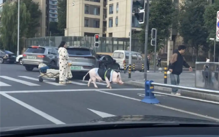 成都情侣遛130斤大猪引围观：有专属独立卫浴卧室 每月千元伙食费 ！