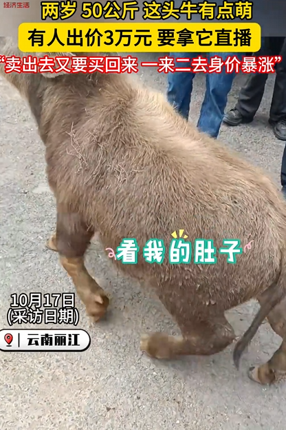 云南丽江现2岁“袖珍牛” 目击者：买家高价购入只为当宠物 ！-第1张图片-乍过网